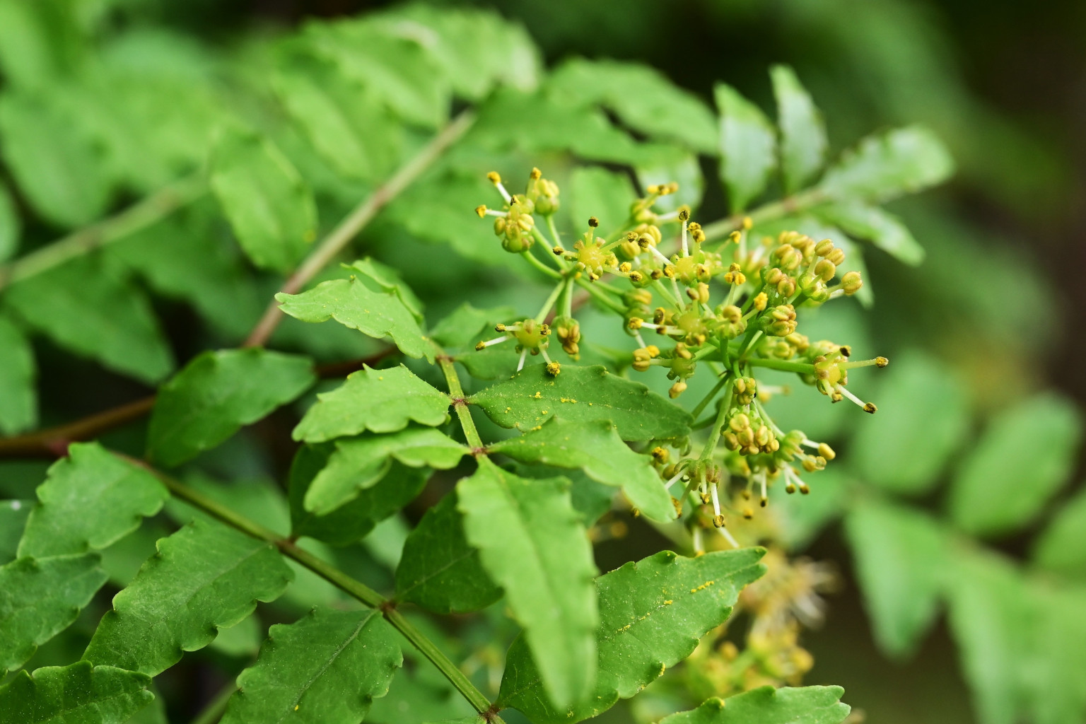 SpiceWorx bridging cultures